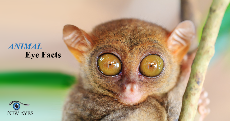 New_Eyes_Animal_Eye_Facts_Tarsier